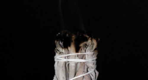 Wilder Weisser Salbei (Salvia apiana)